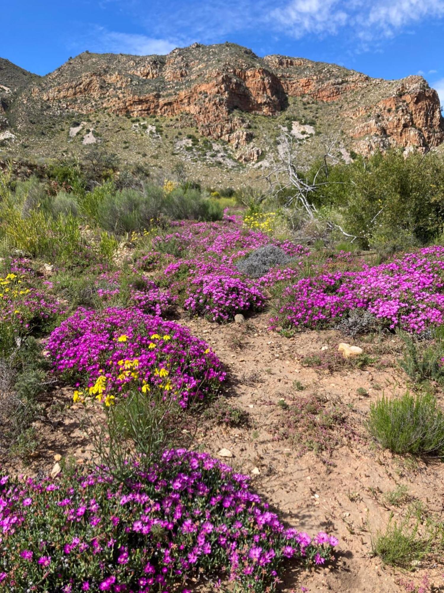 De Rust Pepper Tree Cottage מראה חיצוני תמונה